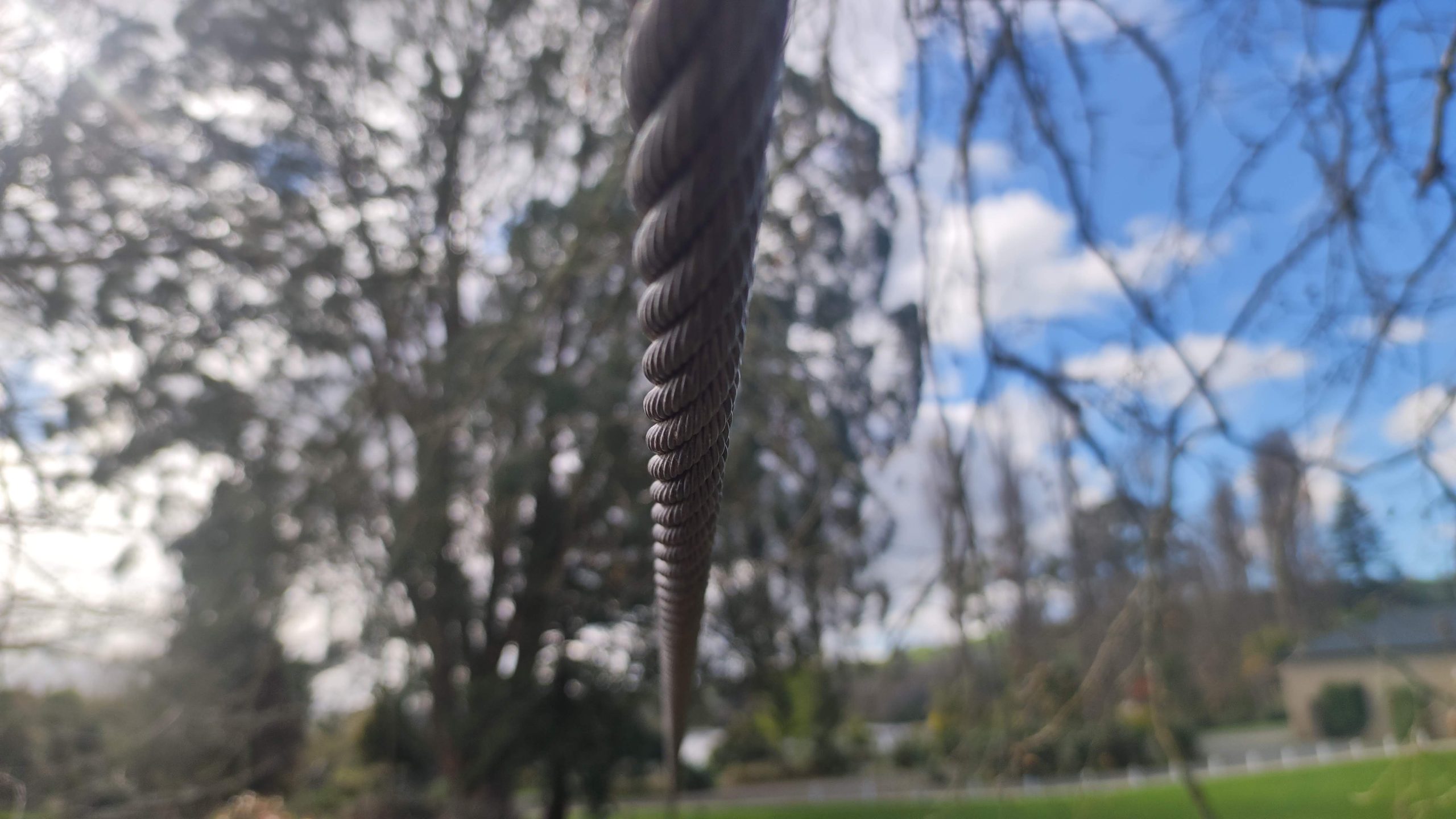 background flying fox